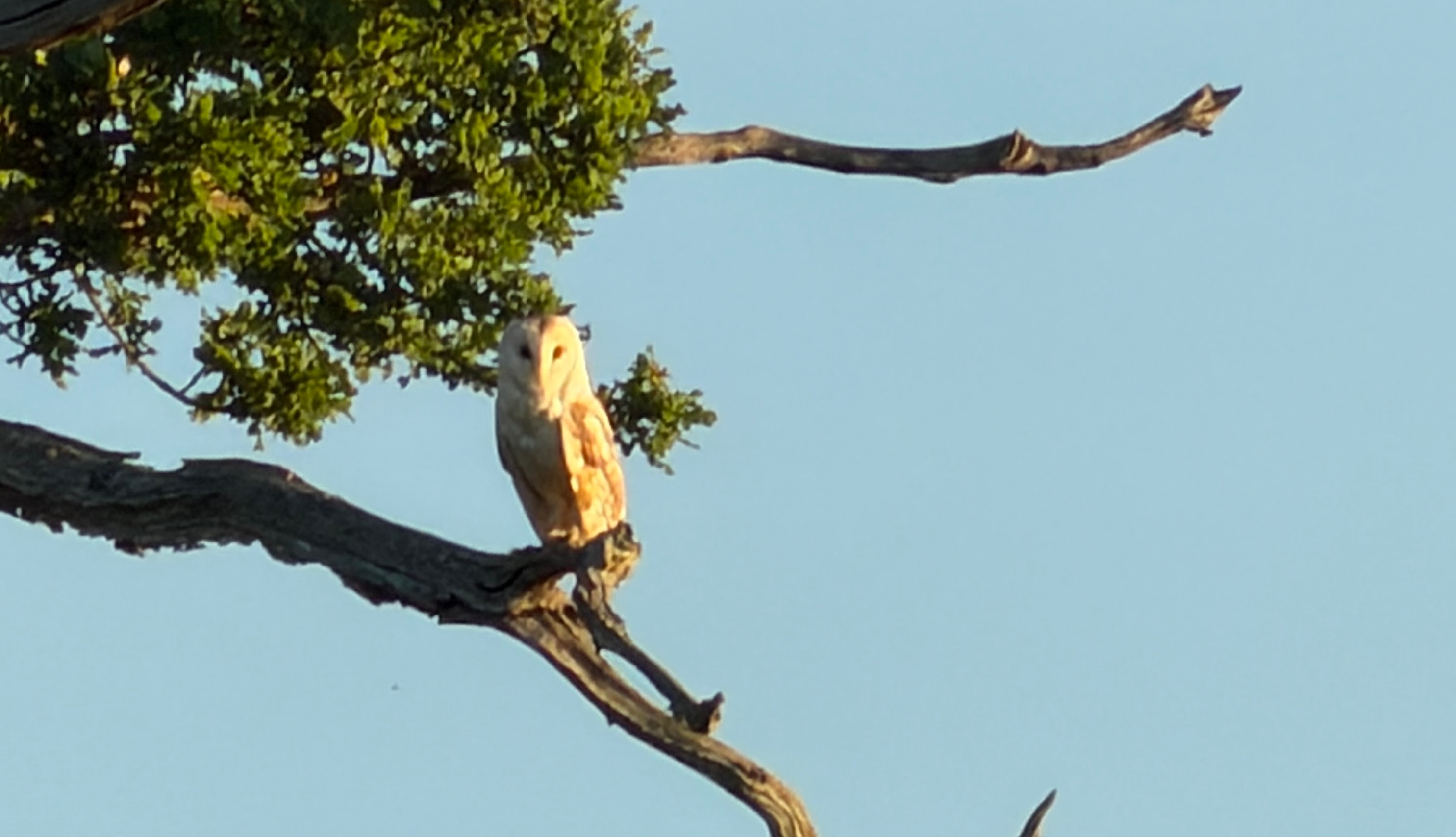 Barn owl perched on a branch in the Alde Valley