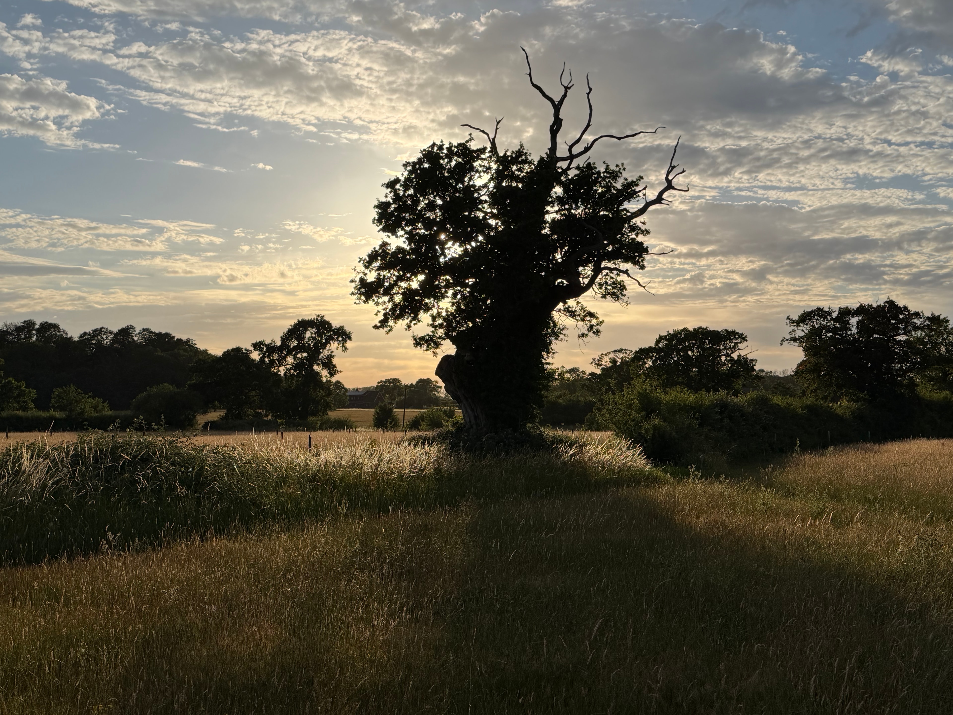 Oak tree reflected in the river at sunset in the Alde Valley